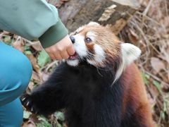 歳末レッサーパンダ詣は今年も千葉市動物公園で（３）Red Panda特集：やんちゃそうなクウタくんとますます可愛くなった源太くん＆夕方やっと写真が撮れたまい・みい姉妹と風太くん・チイチイさん