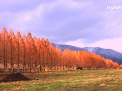 青春18切符一人旅　メタセコイア並木のオレンジロードを歩く　滋賀・マキノ高原