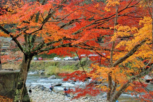 紅葉の名所は数々ありますが、必ず、顔を出してくるのが愛知県豊田市にある「香嵐渓」です。以前から一度は行ってみたかった場所ですが、今年の11月末に実現しました。旅は東京から1泊2日のバスツアーでした。香嵐渓だけの紅葉では無く、途中遠州の小国神社と油山寺の紅葉も観てきました。香嵐渓は素晴らしい紅葉が有名だが、それだけに人混みは物凄いものがあると事前に聴いていました。旅行会社もそれを考慮してか、１泊して、早朝に香嵐渓を観ると作戦です。今回の旅は紅葉尽くしの旅になりました。