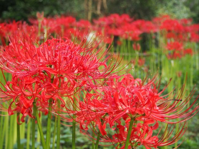 大柿花山に彼岸花の写真を撮りに行ってきました。<br /><br />今回は、ほぼその時の写真だけをアップしました。