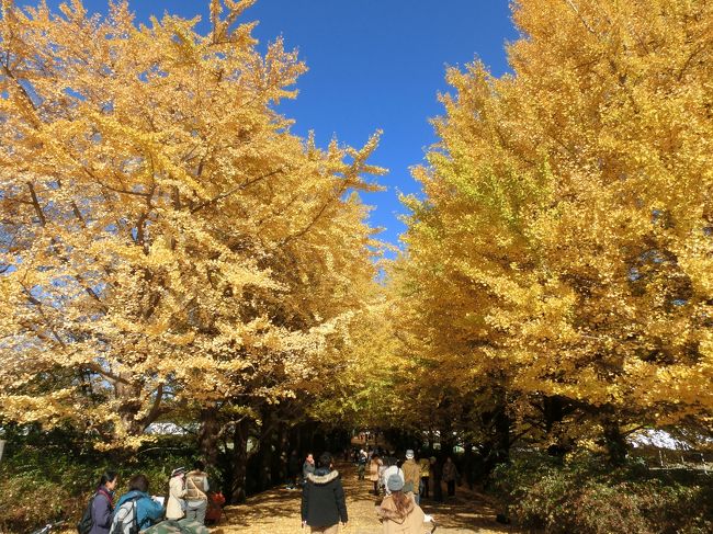 昭和記念公園の紅葉を見に行きました。<br />