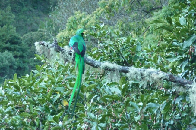 前日のParaiso de Quetzalesでは幸運に恵まれケツァールを見る事が出来ましたが、本命は此方のサンヘラルド・デ・ドタ。<br />早朝にガイドのおじさん(少なくとも60代半ば以上と思います)に連れられて、少し標高の高い場所へ移動。<br />しばらくすると多くの観察者、カメラマンが集まりつつある場所に到着。<br />ここでもアッサリとケツァールを発見し、観察する事が出来ました。<br />今回はこのガイドのオジサンが精力的で、付近の木から木へ飛び移るケツァールのベスト観察撮影場所を目指して傾斜があって足元が不確かな山肌を縦横無尽!ついて行くこちらの方が脚に来て大変でしたが、さすがに経験が長いガイドらしく常に良く見える場所へ素早くスコープを担いで猿のごとく移動したものです。<br />その後別の場所へ移動して、他の野鳥を観察しました。<br /><br />