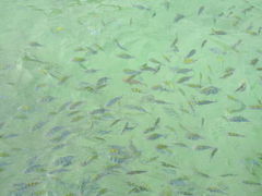ンガイ島で魚の大群と泳ぐ！