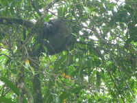 早朝OTS(Organization for Tropical Studies)のLa Selva自然保護区へ出かけるも雨に会う。ナマケモノを見つけるが寝てばかり。