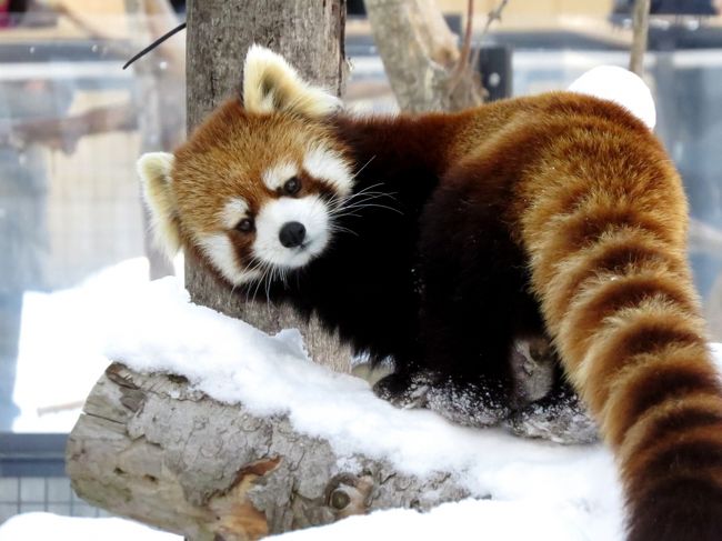 新年あけましておめでとうございます。<br /><br />２０１５年のパンダ初め、動物園初めは札幌市円山動物園（マルズ）です。<br />やはり冬の時期は雪のある動物園をどうしてもセレクトしてしまいますね。<br />雪や寒さの中でこそ動物たちの命が輝いて見えると思いますし、何よりも雪の中を楽しそうに転がりまわるレッサーパンダは魅力的です。<br />とは言うものの、元日のマルズはレッサーパンダのメイン担当キーパーさんがお休みだそうで、おそらく至って常識的な展示となると思われ、大きな動きがあるとしたら明日からでしょう・・・そこで、今日はレッサーはもちろんですが、それ以上に他の子達に新年のご挨拶をするのを目的にしたいと思います。<br /><br />それでは、２０１５年もレッサーパンダ紀行をよろしくお願い申し上げます。<br /><br /><br />これまでのレッサーパンダ旅行記はこちらからどうぞ→http://4travel.jp/travelogue/10652280