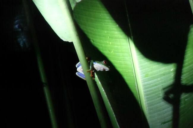 宿泊したSelva Verde Lodgeの敷地は広大なジャングルの中に広がっているので、敷地の中だけでも沢山の生き物たちに出会う事が出来る。<br />特に美しいカエルの仲間は、外部からカエルを見るためのツアーだけに訪問する客もいるほどらしい。<br />今回期待していた綺麗な「矢毒ガエル」は日中に、Gaudy Leaf Flog(赤目ガエル)とGlass Flogは夜に見つけました。<br />その他朝食時には食堂のベランダからトゥーカン(オオハシ)やアナグマ、リスたちが他の野鳥とホテルが設置したエサ台の餌を巡って丁々発止を繰り広げるなど、沢山の生き物に出会いました。