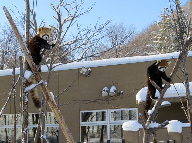 元日の昨日（旅行記→http://4travel.jp/travelogue/10966911 ）に引き続き今日も札幌市円山動物園・・・マルズです。<br /><br />昨日はレッサーパンダのキーパーさんが代番さんだったこともあり、今日が２０１５年円山レッサーの始動日と言ったところ・・・新春早々展示に大きな動きがありました。<br /><br />まずは、年末の休園日に２度ほどお試し同居が行われたエイタ君とギンちゃんの同居展示がいよいよ今日からスタートしました。<br />そして、それに伴い、キンちゃんはメイン放飼場で、ココお母さんと弟のホクト君との３匹同居展示となりました。<br /><br />気になるそれぞれの様子と言えば・・・、<br /><br />エイタ君とギンちゃんは放飼場に出した直後にバトルがあったものの（残念ながら僕は見れませんでしたが・・・）、後は至って平穏。<br />ギンちゃんはがんがんにエイタ君を意識しているのが分かりましたが、エイタ君はのほほんとした感じ、まだ発情の時期ではないので今後に期待と言ったところ、まずは順調な滑りだしと言ったところです。<br /><br />久々にココお母さんと同居したキンちゃんですが、こちらもまあ平穏と言って問題ない状況でした・・・もちろん、たまには触発しそうな場面もありましたが、さすがお母さんの貫録でココちゃんが目力でキンちゃんを抑え込む姿も見られました。<br />大暴れだったのがホクト君、見知らぬお姉さんとの同居のせいか、久々のメイン放飼場のせいか、日がな一日ココお母さんにバトルを仕掛けていました。<br />数はあまりなかったですが、キンちゃんとホクト君のバトルもあるにはありましたよ。<br /><br /><br />これまでのレッサーパンダ旅行記はこちらからどうぞ→http://4travel.jp/travelogue/10652280