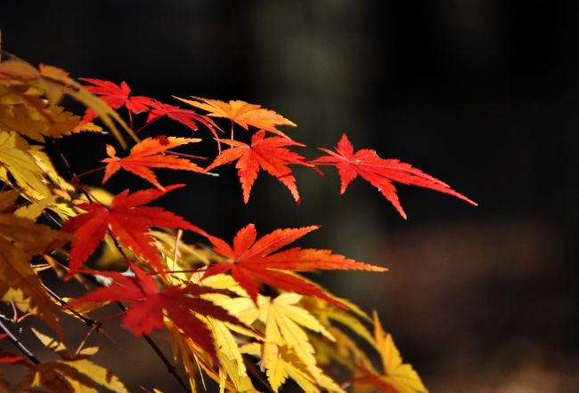 Japan　昭和記念公園　2014　シモバシラを見に行ったつもりが　～ミツバチばあやの冒険～　←なんとドロシイも４トラに旅行記アップ