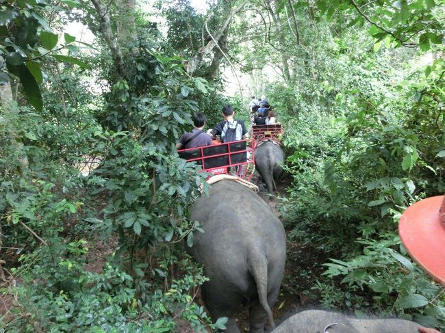 ゾウに乗りながらジャングルを進むツアーです。<br /><br />動画をご覧ください。<br />http://youtu.be/KwB8h0UOzhw