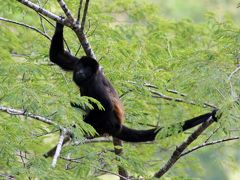 コスタリカ 生物多様性＆熱帯林（4/全12）： タマリンド → モンテベルデ 雲霧林 夜行性動物の楽園