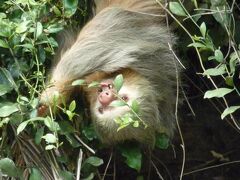 カニョネグロ野生保護区でのボートツアーでは沢山の野鳥と念願の「動いている」ナマケモノに遭遇！