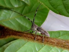コスタリカ 生物多様性＆熱帯林（5/全12）： モンテベルデ 昆虫学者と虫探し 新種カミキリムシ発見