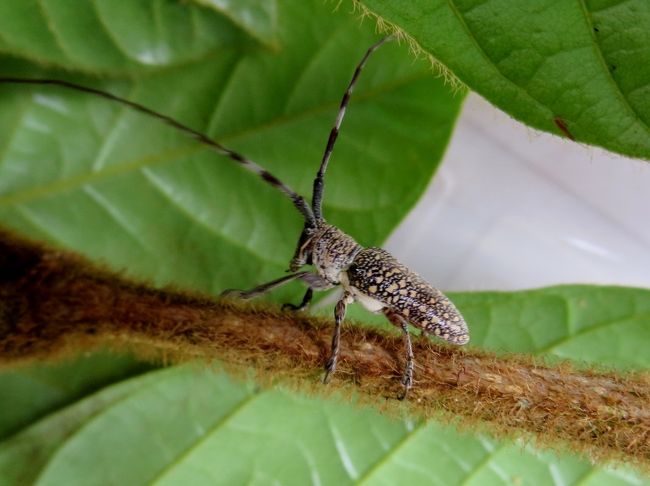 熱帯の森と野生動物を見るため、中米のコスタリカに行ってきました。<br /><br />5日目は丸1日、モンテベルデ在住の探検昆虫学者 西田賢司さんと昆虫探しをしました。<br /><br />西田さんは1,000種類以上の新種を見つけている正真正銘の “昆虫博士” です。ナショナル・ジオグラフィック誌 日本語版に 「コスタリカ昆虫中心生活」 という連載を書かれています。今回、ゴジツアーズの加瀬さんが西田さんの知り合いで、昆虫ツアーをアレンジしてもらいました。<br /><br />午前中はホテルの敷地内で、午後はモンテベルデの中心部と西田さんが住んでいるバイオロジカル・ステーションで虫探しをしました。昆虫を見るには雨季の初め（4〜5月）がよいとのことで 昆虫探しには厳しい時期でしたが、それでもたくさんの小さい昆虫を見ることができました。特に、新種のカミキリムシには興奮しました。<br /><br />■ コスタリカ 生物多様性＆熱帯林 11泊12日 ■<br />1日目： 準備編, 往路, サンホセ着<br />http://4travel.jp/travelogue/10967421<br />2日目： サンホセ → ポアス火山 → タマリンド 海亀の産卵<br />http://4travel.jp/travelogue/10967424<br />3日目： タマリンド ビーチリゾート＆サーフィン見学<br />http://4travel.jp/travelogue/10967465<br />4日目： タマリンド → モンテベルデ 雲霧林 夜行性動物の楽園<br />http://4travel.jp/travelogue/10967569<br />★5日目： モンテベルデ 昆虫学者と虫探し 新種カミキリムシ発見<br />http://4travel.jp/travelogue/10967702<br />6日目： モンテベルデ コーヒー農園 → アレナル 温泉リゾート<br />http://4travel.jp/travelogue/10968027<br />7日目： アレナル → サラピキ 野生動物の宝庫 熱帯研究所<br />http://4travel.jp/travelogue/10968036<br />8日目： サラピキ → トルトゲーロ 密林奥地の村＆カリブ海<br />http://4travel.jp/travelogue/10968063<br />9日目： トルトゲーロ 猿と水鳥の楽園 ジャングル・クルーズ<br />http://4travel.jp/travelogue/10968220<br />10日目： トルトゲーロ 海亀の孵化 → サンホセ<br />http://4travel.jp/travelogue/10968249<br />11日目： サン・ヘラルド・デ・ドータ 幻の鳥ケツァール → サンホセ 市内観光<br />http://4travel.jp/travelogue/10968267<br />12日目： 帰路, 総集編（自然保護区, 熱帯の野生動物）<br />http://4travel.jp/travelogue/10968955