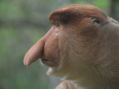 ボルネオ島旅行記　その2　ロッカウィ動物園　