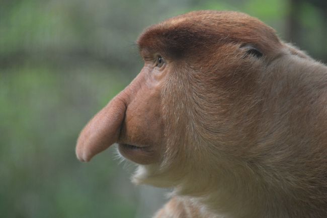 ボルネオ島旅行記 その2 ロッカウィ動物園 コタキナバル マレーシア の旅行記 ブログ By Fitzさん フォートラベル