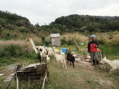沖縄で塩作りと山羊の散歩（２）
