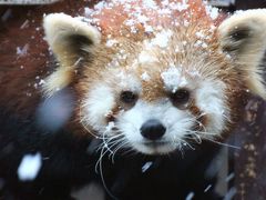 元旦レッサーパンダ詣は埼玉から浜松へ（２）浜松市動物園（前編）雪まみれのレッサーパンダ～１番目当てのレッサーパンダたち＆小型系や癒しの動物たち