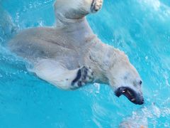 元旦レッサーパンダ詣は埼玉から浜松へ（３）浜松市動物園（後編）30分待ったら豪快に遊び始めたホッキョクグマのキロルくん＆大型系の動物たち