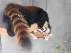 新春レッサーパンダ詣で再び静岡へ（２）日本平動物園（前編）レッサーパンダ特集：「三保の松原」姉妹とタク・シー夫妻と童顔シュウシュウ・パパとスミレちゃん