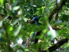 コスタリカ 生物多様性＆熱帯林（11/全12）： サン・ヘラルド・デ・ドータ 幻の鳥ケツァール → サンホセ 市内観光