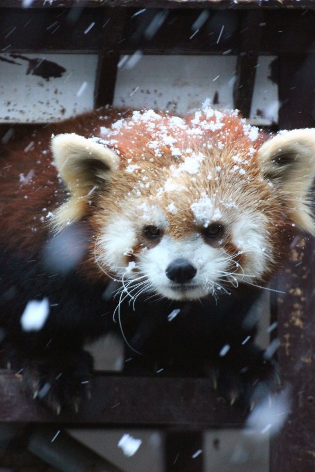 雪だ、雪だ、雪だ！！<br />このまま積雪したら、と思うと、片道４時間以上かかる帰りの交通手段が心配になったものの、雪は１時間程度でやみ、結果としては、雪が似合うレッサーパンダたちの雪まみれのチイタくんと、雪を珍しそうに眺めるテルちゃんの姿を写真に収めることができてラッキーでした@<br />その時の私もカサをさしていなかったので雪まみれでしたけど@<br />しかも、凍り付きそうなくらい寒かったのですが、午前中、チイタくんとテルちゃんのリンゴタイムを見逃したので、夕方のリンゴタイムまではなんとしても、と頑張って待ちました。<br />その甲斐あって、レッサーたちが１番活動的なリンゴタイムに、雪景色のチイタくんやテルちゃんの写真がちょっとだけですがゲットできたというわけです。<br /><br />今回は、レッサーパンダのお年寄りペアのきんたろうくんとチャちゃんの仲良しぶりもたっぷり拝めました。<br />毛づくろいされながら押し倒された（！？）チャちゃんが、いやがっているんだか喜んでいるんだか……微妙な女心が垣間見えた気がしました@<br /><br />というわけで、前後編に分けた2015年度元旦の浜松市動物園の旅行記の前編は、レッサーパンダをメインに、小型系の動物の写真でまとめました。<br /><br />日本では唯一、浜松市動物園にしかいないゴールデンライオンタマリンの方は、今回は全然、写真が撮れませんでした。<br />ガラスの写り込みと柵のせいで、肉眼でも見づらかったくらいです。カメラがガラスや柵にどうしてもピントがまどわされ、機敏なサルの動きに全く間に合いませんでした。<br />前回あんなにさくっと撮れたのは奇跡のようです。<br /><br />なので、コモンマーモセットやシロタマリンも含め、キヌザル系の小型サルたちの写真は全滅だったので、飼育員さんの手づくり個体紹介でお茶を濁しました。<br /><br />＜2015年元旦のレッサーパンダ詣の旅行記のシリーズ構成＞<br />□（１）東海道新幹線で富士山を眺めながらアクセス編＆五社神社でストレスフリーな初詣＆浜松市動物園いろいろ＆グルメ編＆おみやげ編：浜松はやっぱりウナギ！<br />■（２）浜松市動物園（前編）雪まみれのレッサーパンダ～１番目当てのレッサーパンダたち＆小型系や癒しの動物たち<br />□（３）浜松市動物園（後編）30分待ったら豪快に遊び始めたホッキョクグマのキロルくん＆大型系の動物たち<br /><br />浜松の五社神社の公式サイト<br />http://www.gosyajinjya-suwajinjya.or.jp/<br />浜松市動物園の公式サイト<br />http://www.hamazoo.net/<br /><br />＜タイムメモ＞<br />05:00頃　家を出る<br />06:35頃　JR品川駅に到着<br />06:40-06:55　GIOオーガニックカフェで朝食<br />07:10　品川駅発東海道新幹線ひかり461号に乗車<br />08:32　浜松駅到着<br />08:55-09:25　五社神社で初詣<br />09:50　浜松駅発舘山寺行きのバスに乗車<br />10:25　動物園前の停留所に到着<br />10:30　浜松市動物園に入園<br />10:45-10:50　ジェフロイクモザル<br />10:55-11:05　アムールトラ・ライオン<br />11:05-11:10　マーラ・ミーアキャット<br />11:10-11:50　レッサーパンダ<br />11:50-12:05　バッファロー・キリン<br />12:10-12:20　ミーアキャット・アムールトラ・ライオン<br />12:35-13:25　ランチ休憩<br />13:30-13:40　クロカンガルーのエサやり<br />13:50-14:40　ホッキョクグマのキロルくん<br />（途中でちょっとアメリカビーバー）<br />（ゴールデンライオンタマリンたちの写真は撮れず）<br />15:10-16:00　積雪の中のレッサーパンダ<br />16:25　動物園を出る<br />16:44　動物園前の停留所発のバス<br />17:30頃　浜松駅前に到着<br />17:35-17:45　おみやげショッピング<br />17:50-18:30　うなぎ専門の八百徳で夕食<br />18:44頃　浜松駅発東海道新幹線ひかりに乗車（２分遅れ）<br />20:40頃　品川駅着<br />22:30頃　帰宅<br /><br />＜前回の約２ヶ月前の初の浜松市動物園訪問の旅行記＞<br />2014年11月23日<br />「三島と浜松のレッサーパンダ詣は紅葉・菊まつりと盛りだくさん！（４）浜松市動物園：レッサーパンダの可愛いキタロウくん・チャちゃんの老ペアと風太くんの息子のチイタくん・むちむちテルちゃん＆日本ではここでしか見られないゴールデンライオンタマリンにも会えた@」<br />http://4travel.jp/travelogue/10955877<br /><br />※これまでの動物旅行記の目次を作成中。<br />「動物／動物園と水族館の旅行記～レッサーパンダ大好き～　目次」<br />http://4travel.jp/travelogue/10744070<br />