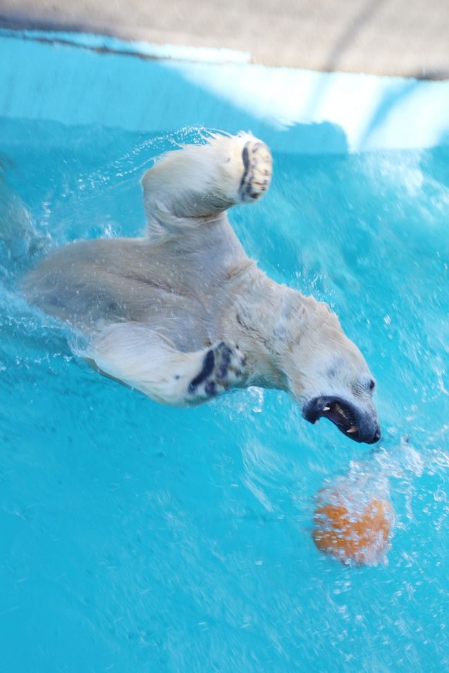 動物園・水族館での写真の撮り方を解説したとある本に、気に入った動物を撮るには、まず30分はじっと観察してください、とありました。<br />それは行動パターンをよむためのアドバイスでしたが、動物園でぜひ撮りたい動物の写真を撮るために30分観察するのはあたりまえなんだ、と悟りました。<br />レッサーパンダの場合は、いつも30分どころか、気付けば何時間も張り付いていることがあるのですが、他の動物は良いシャッターチャンスを得るために30分も待ったことはありませんでした。チャンスがなかったとすぐあきらめていました。<br /><br />でも、今回、２ヶ月とたたずに浜松市動物園を再訪した２番目の理由は、ホッキョクグマのキロルくんでした。<br />なので、キロルくんがプールの前を行ったり来たりの常同行為を延々と続けていたとき、30分は待とうと思いました、違う行動をしてくれるのを。<br />子供たちも辛抱強く、「キロル、キロル、ボールはそこだよ！」と叫んでいたのですが、キロルくんは全然反応してくれませんでした。<br />見学者はあきらめて次々と去って行き、私もあきらめそうになったのですが、待つこと30分後、キロルくんは突然、スイッチが入ったように、プールでボール遊びを始めました、バンザーイ！<br /><br />キロルくんがボールを追ってザブーンと飛び込む音が、静かな動物園の中で響きました。<br />その音につられて、「ホッキョクグマが遊んでいるよ」とやって来た人たちもいました。<br /><br />本日は午前中は空は晴れ、日も差していたのですが、風がとても強くて冷たく、動物たちも寒そうでした。<br />アムールトラのテンちゃんは、午前中は竹林で風をしのいでいました。<br /><br />本日は時間はたっぷりあったので、全ての動物を見て回れました。<br />キリンのペアも面白かったです。<br />りょうくんが紫雲ちゃんにやたらなついて甘えていたのですが、紫雲ちゃんはその都度つれなく、すっと逃げていたのは笑えました（笑）。<br /><br />というわけで、前後編に分けた2015年度の元旦の日の浜松市動物園の後編は、ホッキョクグマのキロルくんをメインに、大型動物の写真でまとめました。<br />一部、大型というよりは中型くらいの動物もいますけどネ。<br /><br />＜2015年元旦のレッサーパンダ詣の旅行記のシリーズ構成＞<br />□（１）東海道新幹線で富士山を眺めながらアクセス編＆五社神社でストレスフリーな初詣＆浜松市動物園いろいろ＆グルメ編＆おみやげ編：浜松はやっぱりウナギ！<br />□（２）浜松市動物園（前編）雪まみれのレッサーパンダ〜１番目当てのレッサーパンダたち＆小型系や癒しの動物たち<br />■（３）浜松市動物園（後編）30分待ったら豪快に遊び始めたホッキョクグマのキロルくん＆大型系の動物たち<br /><br />浜松市動物園の公式サイト<br />http://www.hamazoo.net/<br /><br />＜タイムメモ＞<br />05:00頃　家を出る<br />06:35頃　JR品川駅に到着<br />06:40-06:55　GIOオーガニックカフェで朝食<br />07:10　品川駅発東海道新幹線ひかり461号に乗車<br />08:32　浜松駅到着<br />08:55-09:25　五社神社で初詣<br />09:50　浜松駅発舘山寺行きのバスに乗車<br />10:25　動物園前の停留所に到着<br />10:30　浜松市動物園に入園<br />10:45-10:50　ジェフロイクモザル<br />10:55-11:05　アムールトラ・ライオン<br />11:05-11:10　マーラ・ミーアキャット<br />11:10-11:50　レッサーパンダ<br />11:50-12:05　バッファロー・キリン<br />12:10-12:20　ミーアキャット・アムールトラ・ライオン<br />12:35-13:25　ランチ休憩<br />13:30-13:40　クロカンガルーのエサやり<br />13:50-14:40　ホッキョクグマのキロルくん<br />（途中でちょっとアメリカビーバー）<br />（ゴールデンライオンタマリンたちの写真は撮れず）<br />15:10-16:00　積雪の中のレッサーパンダ<br />16:25　動物園を出る<br />16:44　動物園前の停留所発のバス<br />17:30頃　浜松駅前に到着<br />17:35-17:45　おみやげショッピング<br />17:50-18:30　うなぎ専門の八百徳で夕食<br />18:44頃　浜松駅発東海道新幹線ひかりに乗車（２分遅れ）<br />20:40頃　品川駅着<br />22:30頃　帰宅<br /><br />＜前回の約２ヶ月前の初の浜松市動物園訪問の旅行記＞<br />2014年11月23日<br />「三島と浜松のレッサーパンダ詣は紅葉・菊まつりと盛りだくさん！（４）浜松市動物園：レッサーパンダの可愛いキタロウくん・チャちゃんの老ペアと風太くんの息子のチイタくん・むちむちテルちゃん＆日本ではここでしか見られないゴールデンライオンタマリンにも会えた@」<br />http://4travel.jp/travelogue/10955877<br /><br />※これまでの動物旅行記の目次を作成中。<br />「動物／動物園と水族館の旅行記〜レッサーパンダ大好き〜　目次」<br />http://4travel.jp/travelogue/10744070<br />