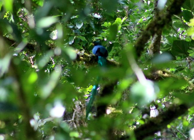 熱帯の森と野生動物を見るため、中米のコスタリカに行ってきました。<br /><br />11日目（大晦日）は、午前中はサン・ヘラルド・デ・ドータでケツァール探鳥、午後はサンホセの市内観光をしました。午前も午後も ガイドはゴジツアーズの加瀬さんです。<br /><br />サン・ヘラルド・デ・ドータは、首都サンホセから車で2時間くらいの標高2000メートルくらいの山中にあります。その雲霧林（うんむりん）の中に、幻の鳥と言われる美しい鳥 ケツァールが住んでいます。ケツァールを容易に見られる世界有数の場所です。<br /><br />この日はケツァールのオスが見れました！ スコープでは ばっちり見れましたが、近くに来てくれなかったので 持参したカメラで写真を撮るのは難しかったです。ケツァールは手塚治虫の 「火の鳥」 のモデルと言われていますが、飛ぶと胸の赤色が目立ち、尾の飾り羽が長いので 確かに 「火の鳥」 でした。<br /><br />午後はガイドと徒歩でサンホセ市内を歩きました。日本語で説明してもらえると、よくわかりますね。中央市場がコスタリカ人の生活が垣間見れて面白かったです。昼食も中央市場内で食べました。コスタリカの食事は米や魚を使っていたり、辛くないので、日本人の口にも合います。<br /><br />■ コスタリカ 生物多様性＆熱帯林 11泊12日 ■<br />1日目： 準備編, 往路, サンホセ着<br />http://4travel.jp/travelogue/10967421<br />2日目： サンホセ → ポアス火山 → タマリンド 海亀の産卵<br />http://4travel.jp/travelogue/10967424<br />3日目： タマリンド ビーチリゾート＆サーフィン見学<br />http://4travel.jp/travelogue/10967465<br />4日目： タマリンド → モンテベルデ 雲霧林 夜行性動物の楽園<br />http://4travel.jp/travelogue/10967569<br />5日目： モンテベルデ 昆虫学者と虫探し 新種カミキリムシ発見<br />http://4travel.jp/travelogue/10967702<br />6日目： モンテベルデ コーヒー農園 → アレナル 温泉リゾート<br />http://4travel.jp/travelogue/10968027<br />7日目： アレナル → サラピキ 野生動物の宝庫 熱帯研究所<br />http://4travel.jp/travelogue/10968036<br />8日目： サラピキ → トルトゲーロ 密林奥地の村＆カリブ海<br />http://4travel.jp/travelogue/10968063<br />9日目： トルトゲーロ 猿と水鳥の楽園 ジャングル・クルーズ<br />http://4travel.jp/travelogue/10968220<br />10日目： トルトゲーロ 海亀の孵化 → サンホセ<br />http://4travel.jp/travelogue/10968249<br />★11日目： サン・ヘラルド・デ・ドータ 幻の鳥ケツァール → サンホセ 市内観光<br />http://4travel.jp/travelogue/10968267<br />12日目： 帰路, 総集編（自然保護区, 熱帯の野生動物）<br />http://4travel.jp/travelogue/10968955