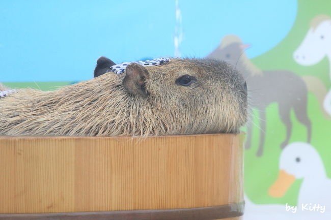 動物写真家・岩合光昭さんの写真展「ねこ歩き」を見に千葉三越へ。<br /><br />せっかくはるばる千葉まで来たのだから、どこか他にも行ってみよう♪と探してみたところ、マザー牧場の羊のライトアップがメルヘン系でかわいいらしい。しかもカピバラ温泉も見れるとか!<br />これは行くしかないでしょ~、と雨の中行ってみた。<br /><br />ちょうど着いた頃には雨も止んで、霧に包まれたちょっと幻想的なマザー牧場のイルミを見ることができた☆<br />こんな天気だから冬休み中なのにお客さんも少なくて逆にラッキーだったかも。<br />かわいい猫の写真に続き、脱力系のカピバラにも癒されてほのぼのな1日でした。<br /><br /><br />☆マザー牧場↓<br />http://www.motherfarm.co.jp/<br />