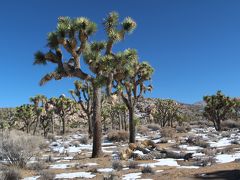 2014－2015年　ツーソン・セドナ・パームスプリングス⑬Joshua Tree National Park