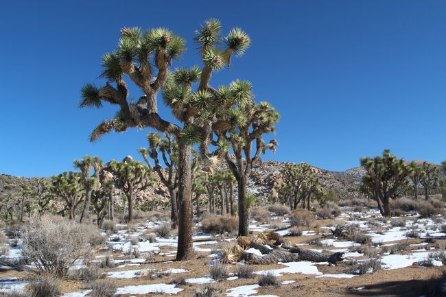 2014－2015年　ツーソン・セドナ・パームスプリングス⑬Joshua Tree National Park