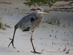  動物たち　進化の楽園　ガラパゴス諸島　3. ：　サンタクルス島 散策、トルトゥガベイ 編