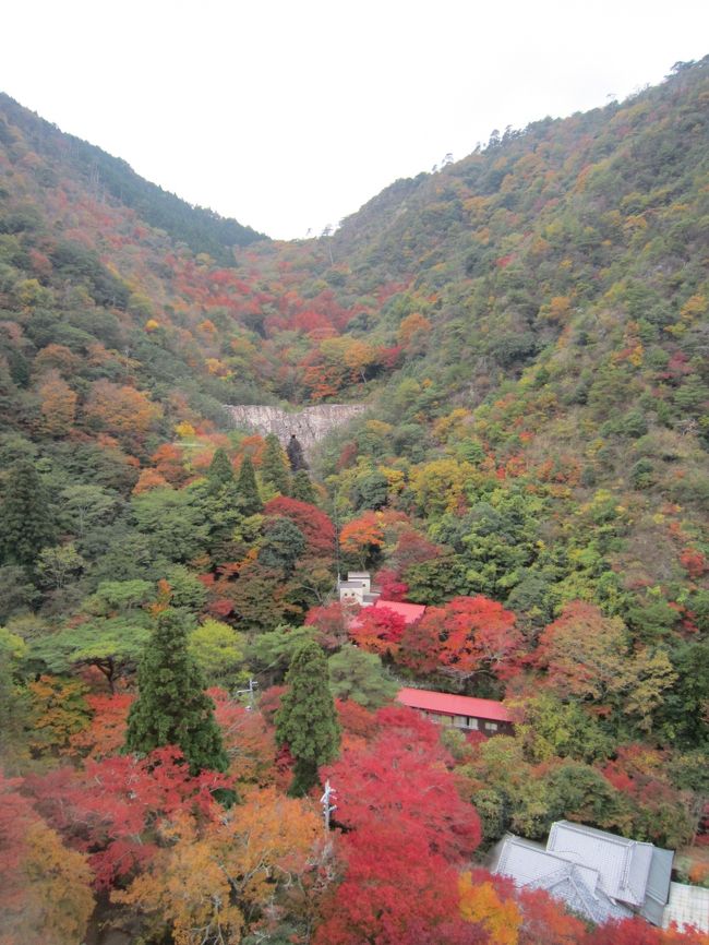 　いよいよ旅も８日目、最終日になりました。長いと思っても、あっという間でした。人生もかくの如しでしょうか？！<br /><br />　半日近い自由時間を、まずはかんぽの宿に近い六甲ロープウェイに乗り、六甲山の紅葉を空中から眺めることにしました。<br /><br />　頂上駅に着いてからは、近くにある展望デッキで神戸の港や関西国際空港を遠望することができました。