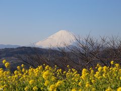 新春の黄色い花の競演：吾妻山の菜の花ウォッチング～北鎌倉・明月院のロウバイ