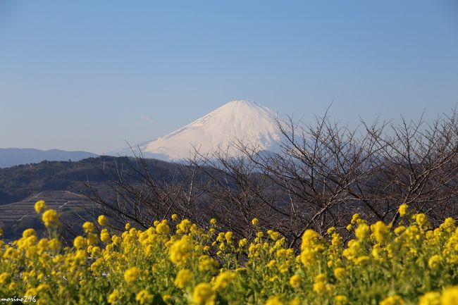 新春に黄色い花の競演を楽しませてもらいました。<br />早咲きの菜の花と富士山で知られる吾妻山と、ロウバイが見頃を迎えた北鎌倉の明月院へ出掛けました。<br /><br />吾妻山の菜の花ウォッチングは３年連続になりますが、少しずつ時期が違いますので宜しければご参考に。<br />２０１４年１月２９日の旅行記<br />http://4travel.jp/travelogue/10854660<br />２０１３年１月１９日の旅行記<br />http://4travel.jp/travelogue/10743237