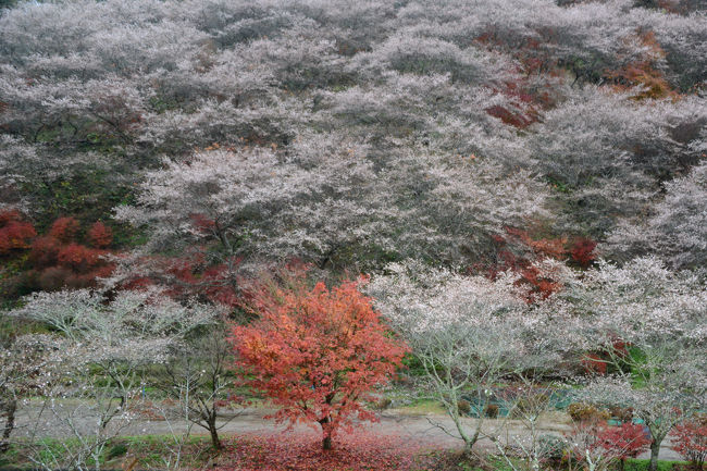 四季桜まつり（平成２６年１１月１日〜１１月３０日）開催中は、<br />行く機会を作れなかったが、まつりが終わった翌日に訪れる。<br />まつり終了後でも、十分、四季桜は楽しめました。<br /><br />四季桜まつり会場は、４ケ所に分散しています。<br />今回、訪れたのは、川見四季桜の里。　<br />川沿いの斜面に、１２００本の四季桜が迎えてくれます。<br /><br />小原の四季桜は、秋に満開となります（春は花が少ない）。<br />開花期間は１０月下旬〜１２月上旬。<br />見頃は例年１１月上旬〜１１月下旬です。<br /><br />途中、松月寺にも立ち寄る。<br />樹齢３００年のイロハモミジを始めとして、紅葉を満喫する。<br /><br />・小原四季桜まつり<br />　毎年秋期1ヶ月間開催されるまつりです。四季桜と紅葉の競演が楽しめます。小原ふれあい公園をメイン会場に、小原地区内の各所において四季桜まつりが繰り広げられます。期間中の休日を中心に、ステージショーやお楽しみ抽選会、菓子投げ、各種出店といったイベントが催されます【愛知県観光ガイドより】<br /><br />・松月寺（小原稲荷）<br />　商売繁盛にご利益があると言われる豊川稲荷のご分身をお祀りしている。紅葉の名所でもある。樹齢３００年のイロハモミジは、豊田市の名木に指定されています。また、四季桜とのコントラストも楽しめます【小原観光協会のページより】<br /><br />・小原観光協会のＨＰ<br />　　　　http://www.kankou-obara.toyota.aichi.jp/