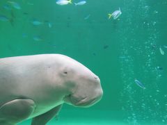 2014年最後の旅行は伊勢志摩＆渥美半島　～第3日　海獣王国、鳥羽水族館＆宿って値段じゃないよね、おもてなしの心だよね！～