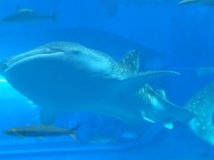 沖縄・石垣島　14.12　二日目