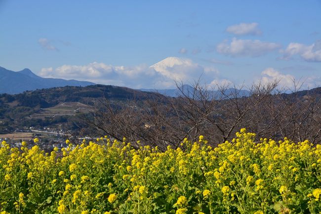 　昨年より1週間早く、神奈川県二宮町にある吾妻山公園の菜の花ウォッチングに出かけてきました。<br />この日は天気も良く、今年こそはと富士山を期待して、2015年最初の旅行記となりました。<br />☆菜の花ウォッチングの期間は1月10日〜2月8日までです。