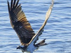 野鳥撮影記録（2015年1月中旬）