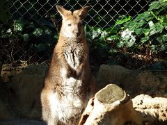 伊豆シャボテン公園散策part1