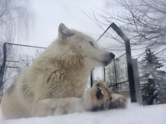 5年ぶり5回目の旭山動物園（中川ライターLastDay・オオカミの足ぷにゅ・丹頂鶴のしゃぶしゃぶとマッサンの余市を巡る旅）