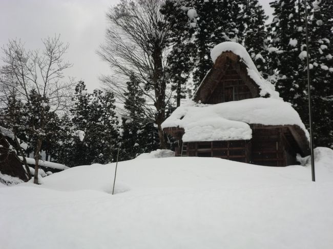 2日目<br />富山駅前のアパホテルを8時に出発しました。<br />一路、富山湾に向かいます、能登半島の手前にある<br />新湊、ここの新湊大橋を渡ります。<br />きっときと市場で買い物をした後は高岡市に向かいました。<br />高岡では国宝。瑞龍寺。<br />瑞龍寺は前田利長公を祀ってあります。山門、法堂、仏殿、<br />は国宝庫裏。大茶堂、総門、石廟、禅堂、は重要文化財。<br />住職から40分にもわたりお話を聞くことができました。<br /><br />前田家２代、利長公が豊臣と徳川の間で苦労をして<br />繁栄の基礎を築き跡を継いだ利常により建立され<br />ました。その建造には２０年を費やし３万６千坪<br />の敷地を持ちます。<br />屋根は鉛葺き、仏殿は総ケヤキつくりで木目を<br />生かしたつくりは滋味があります。<br />雪景色の瑞龍寺出会えてよかった。<br /><br />次は砺波に向かいます。<br />白川郷には行きませんとのこと、がっかり<br />していましたが世界遺産相倉合掌造り集落<br />保存地区に行きました。<br /><br />世界遺産五箇山、相倉合掌造り集落。<br /><br />観光地化されておらず素朴な住民が生活<br />している地域です。<br />観光客は少ないそうです。本当に雪深い<br />ところで雪の高さが人の背丈ほどもありました。<br />深々と降る雪、積もった雪の中の生活を<br />思いやります。<br />２３戸の合掌造り、一番古いものは４００年も<br />経つ家もあるとか、屋根のこう配は６０度、<br />屋根の吹き替えは１５〜２０年に一度するそうです。<br /><br />世界遺産、五箇山、相倉合掌集落、素晴らしい<br />体験でした。<br />