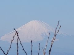 新春足慣らしハイキング　葉山仙元山