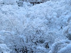 京都を歩く(220) 　伏見稲荷大社・東福寺の雪景色