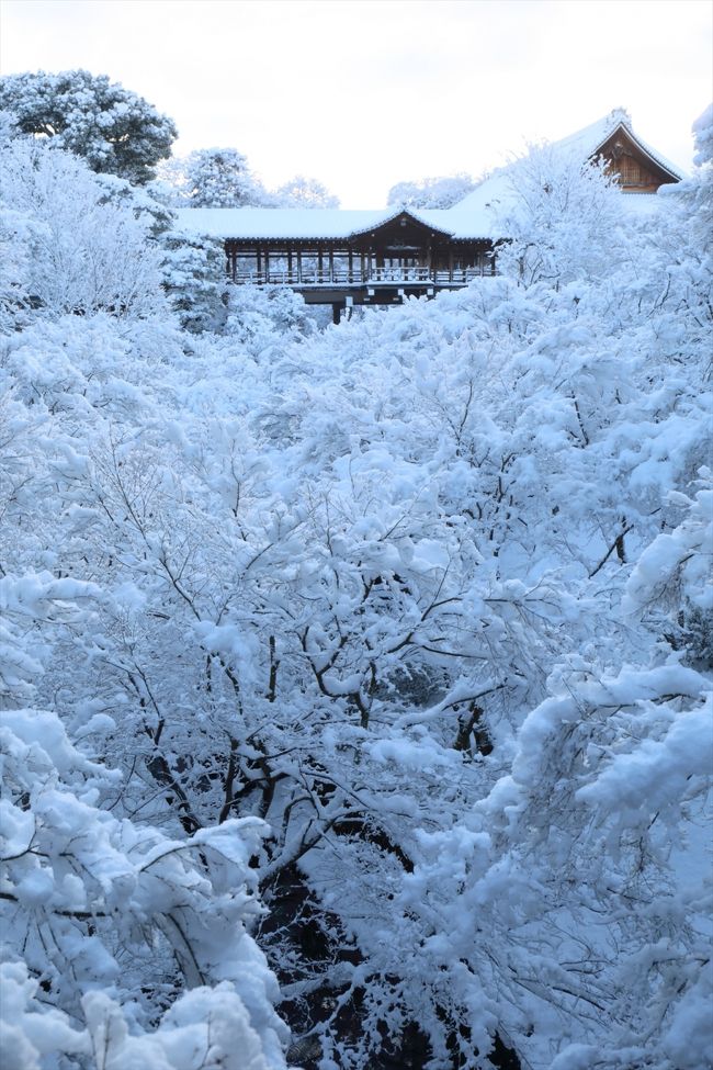 2015年正月の大雪のときに訪れた伏見稲荷・東福寺エリアの写真です。<br />訪れたのは伏見稲荷大社，東福寺(方丈庭園)，光明院です。<br />