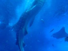 瓢箪から駒の沖縄旅行（７）美ら海水族館にて