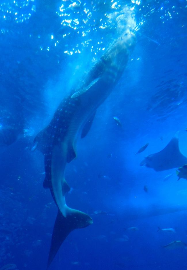 マンタに会いに行った美ら海水族館ですが、ジンベイザメに魅了され、イルカの姿に和みました。<br /><br />折角撮った写真の数々、思い出のために羅列しているだけの旅行記です。