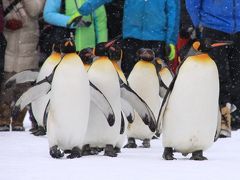真っ白な冬の北海道　①ペンギンパレードはやっぱり可愛いかった！