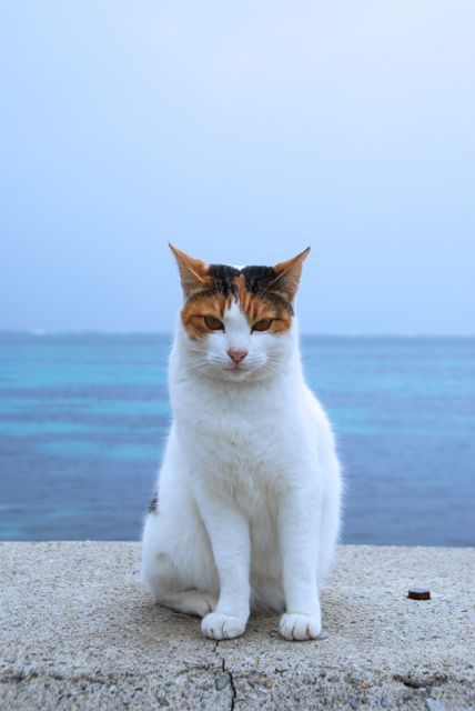 今年初めての旅行は約十年ぶり二度目の石垣島。<br /><br />初日は今シーズン一番の冷え込み！だったものの<br />メロウな島の雰囲気にやられっぱなし、幸せな旅始めとなりました。