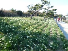 城ケ島　水仙祭り